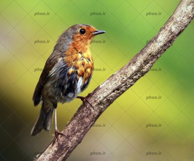 عکس پرنده کوچک روی شاخه درخت با زمینه محو