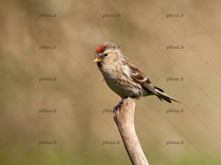 عکس پرنده کوچک روی تنه درخت با زمینه محو