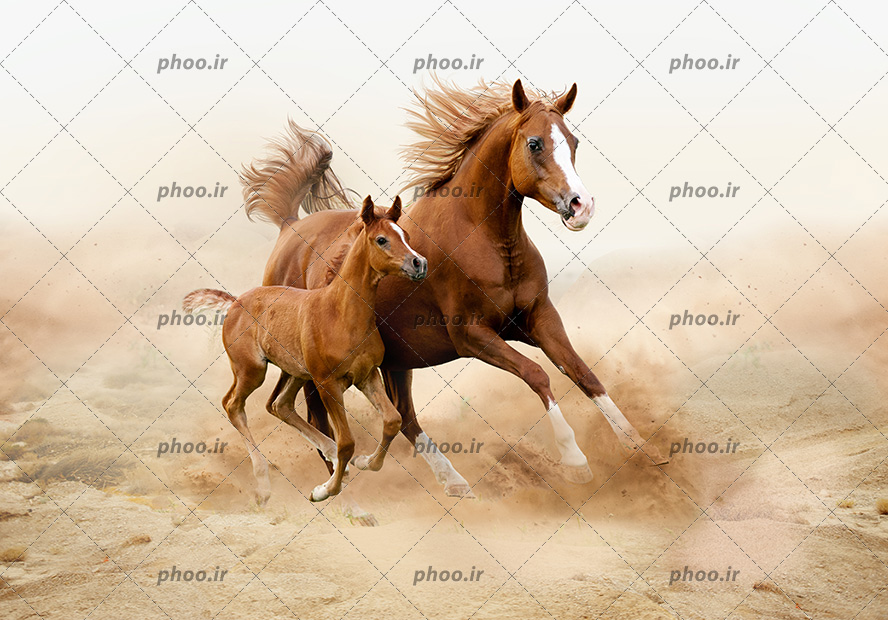 عکس حیوان اسب و کره اش درحال دویدن در طبیعت زیبا