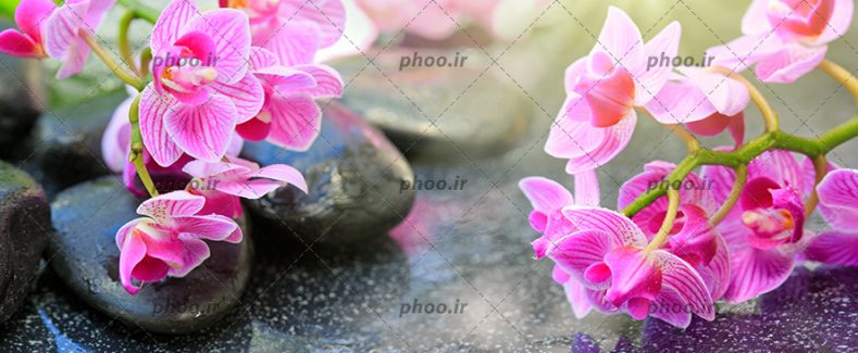 عکس گل صورتی در کنار تکه سنگ ها روی زمین خیس