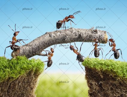 عکس مورچه های کارگر در حال جا به جایی یک چوب