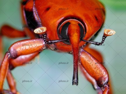 عکس سوسک سر خرطومی قهوه ای از نمای نزدیک