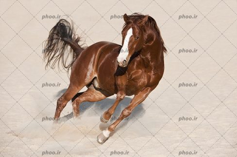 عکس حیوان اسب درحال دویدن در طبیعت زیبا بیابان
