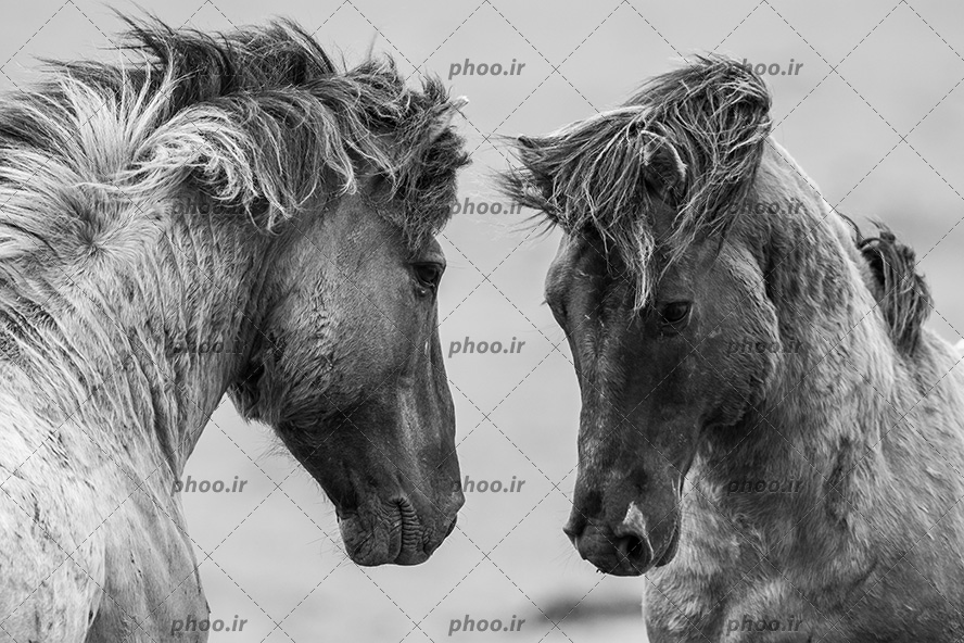 عکس دو حیوان اسب روبروی هم با تم خاکستری