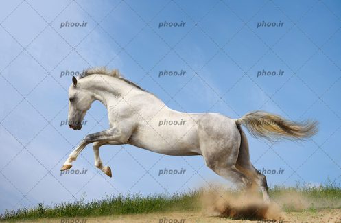 عکس حیوان اسب درحال دویدن در طبیعت زیبا