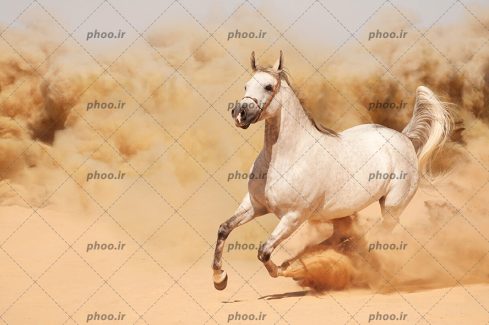 عکس حیوان اسب درحال دویدن در طبیعت زیبا بیابان