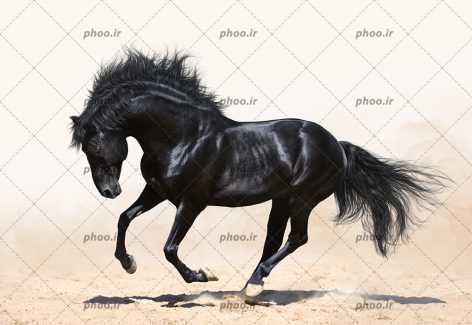 عکس حیوان اسب مشکی درحال دویدن در طبیعت زیبا بیابان