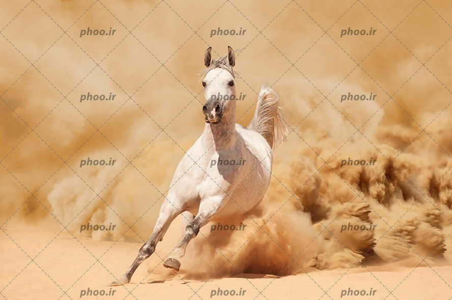 عکس حیوان اسب درحال دویدن در طبیعت زیبا بیابان