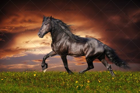 عکس حیوان اسب درحال دویدن در طبیعت زیبا