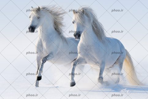 عکس حیوانات اسب درحال دویدن در طبیعت زیبا برفی