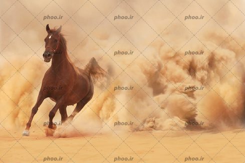 عکس حیوان اسب درحال دویدن در طبیعت زیبا بیابان