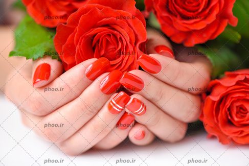 عکس دستان لاک قرمز زده و گل های رز قرمز در آنها و زمینه سفید