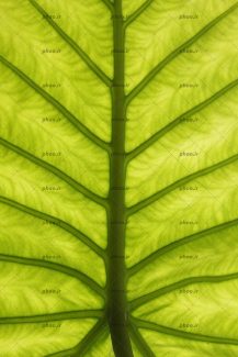 عکس برگ سبز درخت از نمای نزدیک