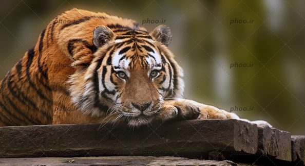 عکس حیوان ببر نشسته روی تخته چوب در طبیعت زیبا