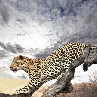 عکس حیوان پلنگ ایستاده روی درخت با زمینه آسمان