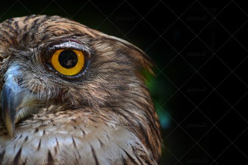 عکس سر پرنده عقاب در زمینه مشکی