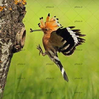 عکس پرنده دارکوب درحال غذا بردن به لانه اش با زمینه محو