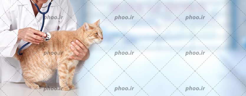 عکس یک دامپزشک در حال معاینه گربه در درمانگاه