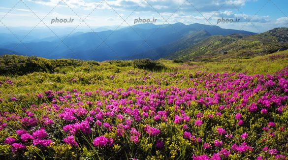 عکس با کیفیت گل های صورتی زیبا که مراتع کوهستانی را پوشانده است