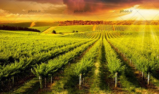 عکس باغ انگور در برابر غروب زیبای خورشید