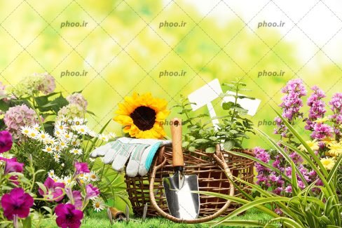 عکس ابزار باغبانی داخل سبد چوبی در کنار گل ها در فضای باز