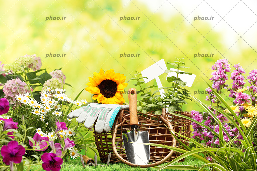 عکس ابزار باغبانی داخل سبد چوبی در کنار گل ها در فضای باز