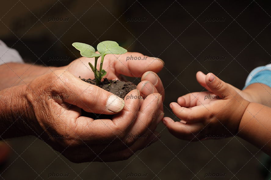 عکس پدربزرگ در حال دادن جوانه ای در خاک به نوه اش