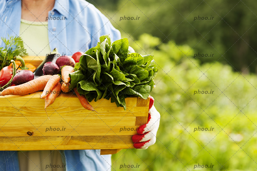 عکس باغبان با یک جعبه از سبزیجات تازه برداشت شده