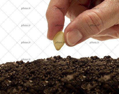 عکس دانه ای در دست برای کاشت در خاک