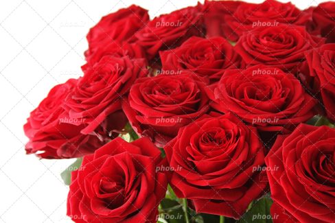 عکس با کیفیت دسته گل رز های قرمز در پس زمینه سفید
