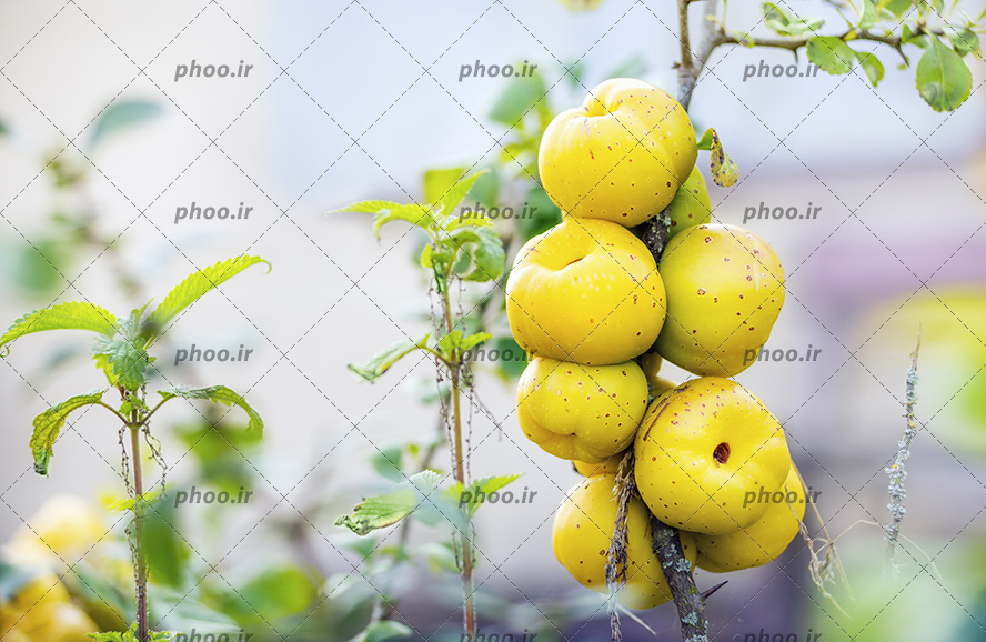 عکس میوه سیب زرد روی شاخه درخت از نمای نزدیک