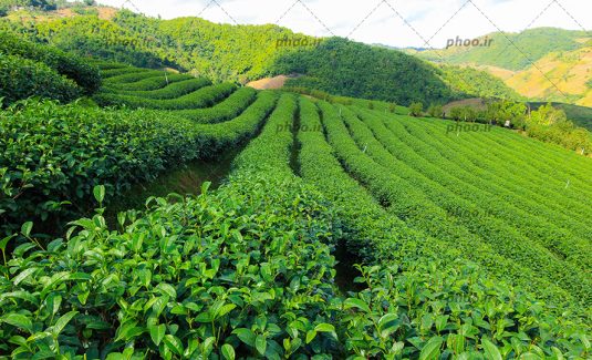 عکس مزارع سر سبز چای و زمین کشاورزی