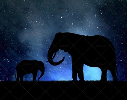 عکس یک فیل بزرگ و یک بچه فیل در تاریکی شب
