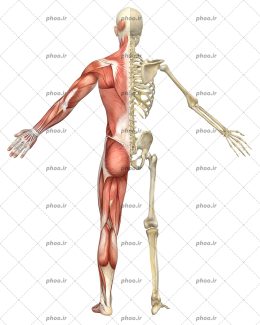 عکس آناتومی بدن انسان که به دو قسمت تقسیم شده است یک عضلانی و یک اسکلتی