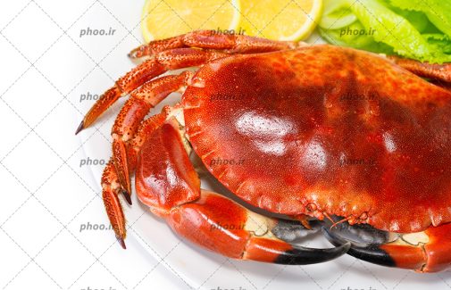 عکس غذای دریایی خرچنگ در کنار کاهو و لیمو در پس زمینه سفید