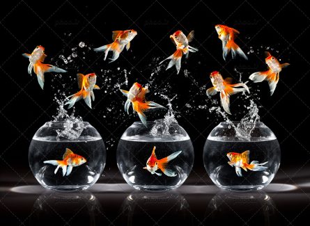 عکس زیبا ماهی های قرمز پرش گر و در تنگ آب