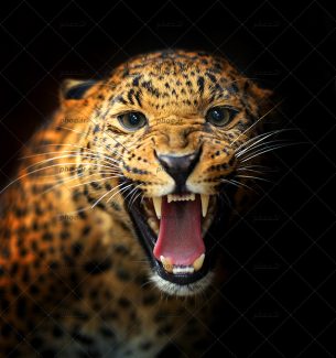 عکس حیوان پلنگ درحال غرش با زمینه مشکی