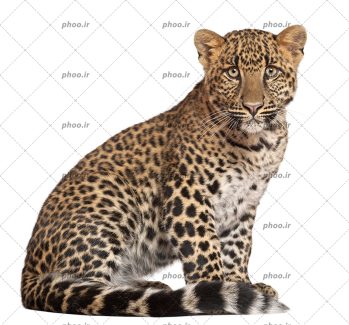 عکس حیوان پلنگ ایستاده با زمینه سفید