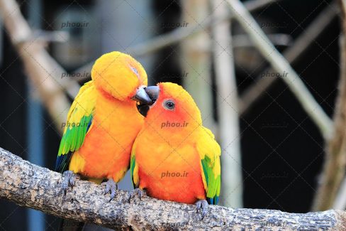 عکس دو پرنده کوچک روی شاخه درخت با زمینه محو