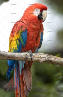 عکس پرنده طوطی روی شاخه درخت با زمینه محو
