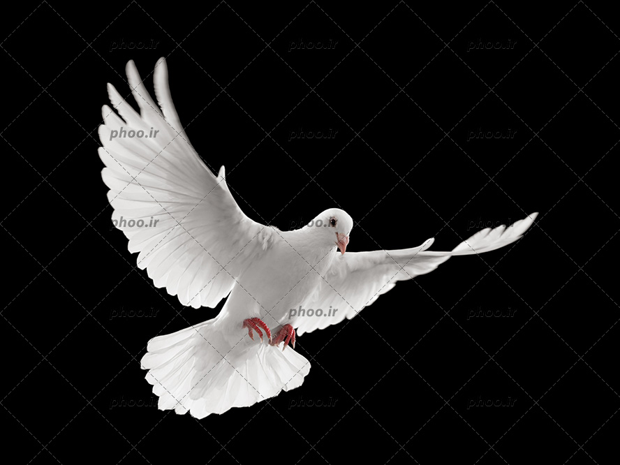 عکس پرنده کبوتر درحال پرواز در زمینه مشکی