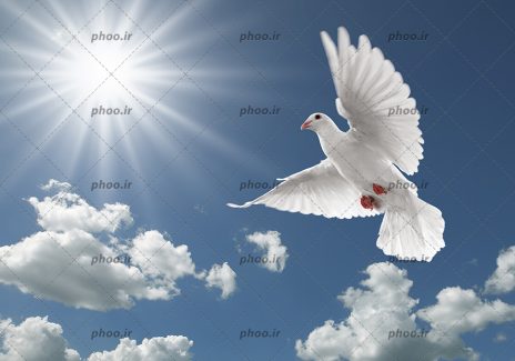 عکس پرنده کبوتر درحال پرواز در آسمان