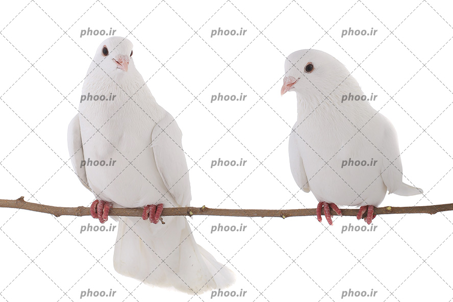 عکس دو پرنده کبوتر روی شاخه درخت با زمینه سفید