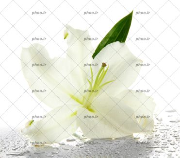 عکس گل سفید روی زمین خیس