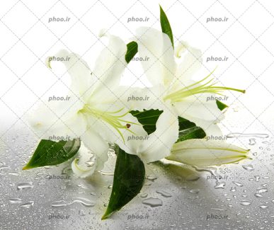 عکس گل های سفید زیبا روی زمین خیس