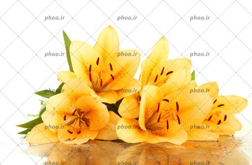 عکس گل های زرد زیبا روی سنگ