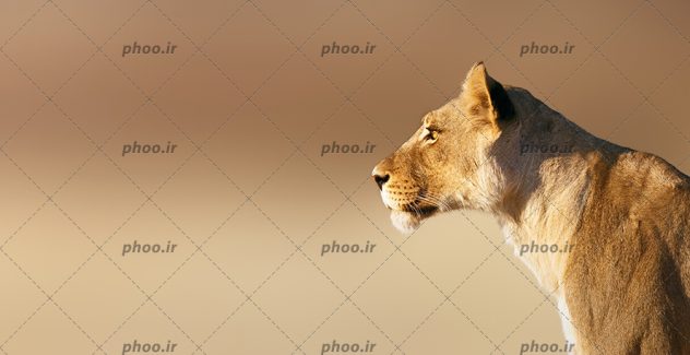 عکس از نیم رخ یک شیر در پس زمینه تار