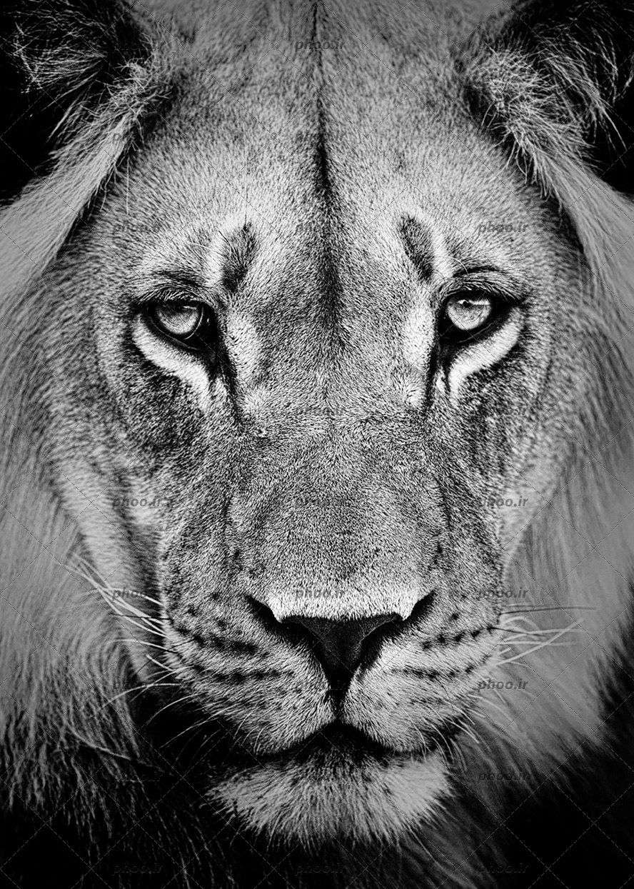عکس پرتره سیاه و سفید از شیر