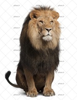 عکس شیر نشسته در پس زمینه سفید
