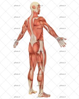 عکس آناتومی بدن انسان در پس زمینه سفید